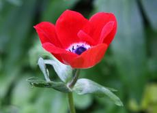 Anemone-25.jpg